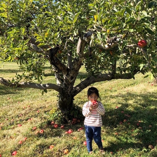 11 Apple Orchards near Akron, OH